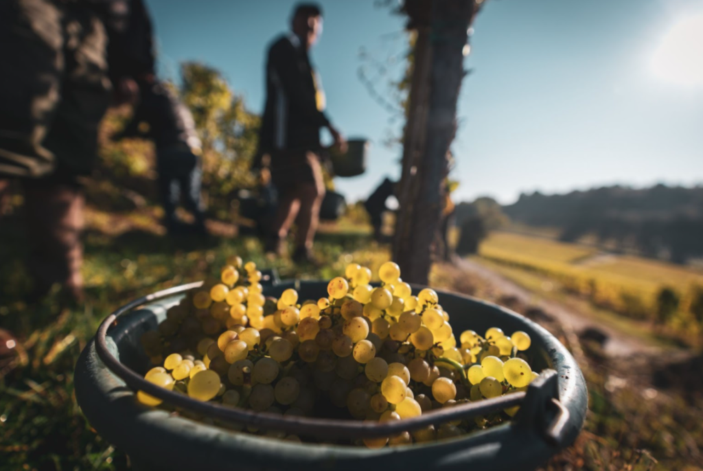 Wine Club