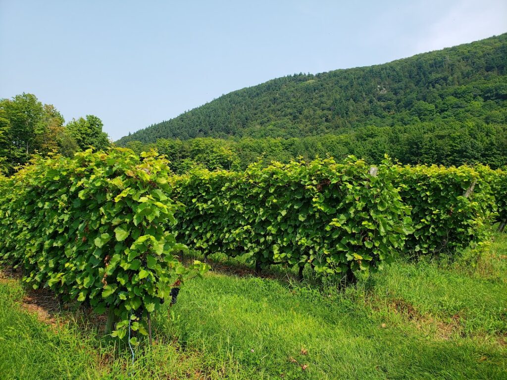 Wine Club